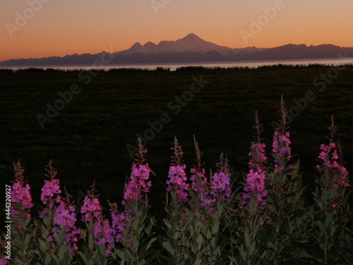 Striking alaskan sunset on the  Kenai peninsula, with volcano mount redoubt in the background and  purple fireweed  wildflowers in the foreground photo