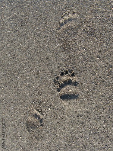 close up of  brown bear footprints in the tidal flats of katmai national park,. alaska