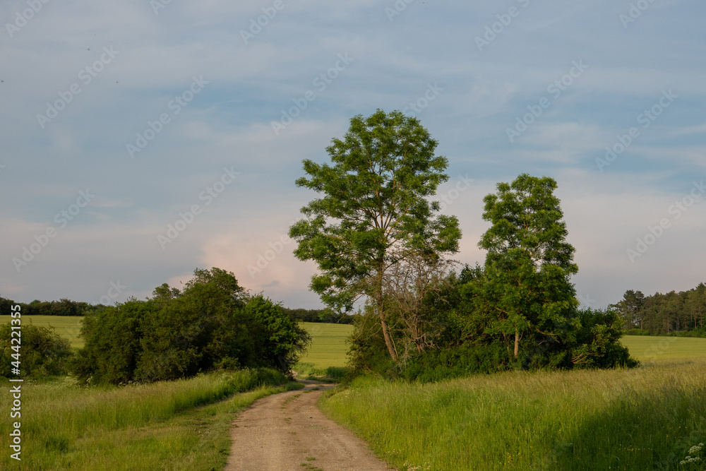 Landschaft im Sommer