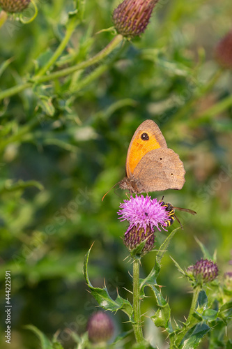 Meadow brown (Maniola jurtina) on a thistle on Juist, East Frisian Islands, Germany.