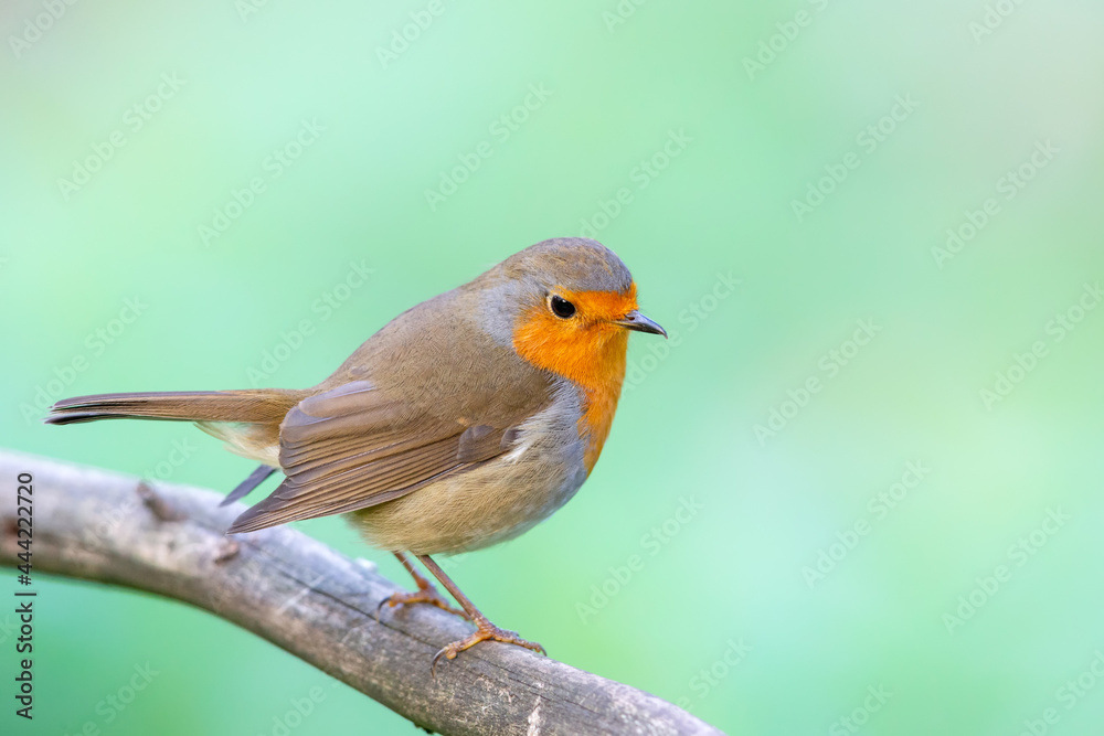 European robin (Erithacus rubecula) in autumn. European robin (Erithacus rubecula) in autumn.
