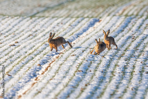 European hares (Lepus europaeus) on a field in winter near Frankfurt, Germany.