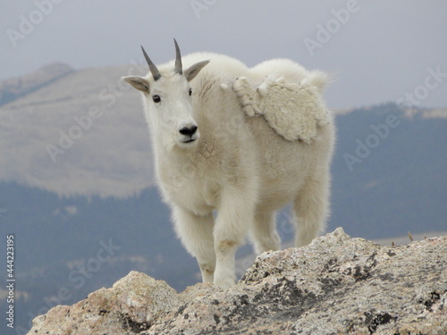 female mountain goat standing on a cliff  on mount evans,  in the rocky mountains of colorado photo