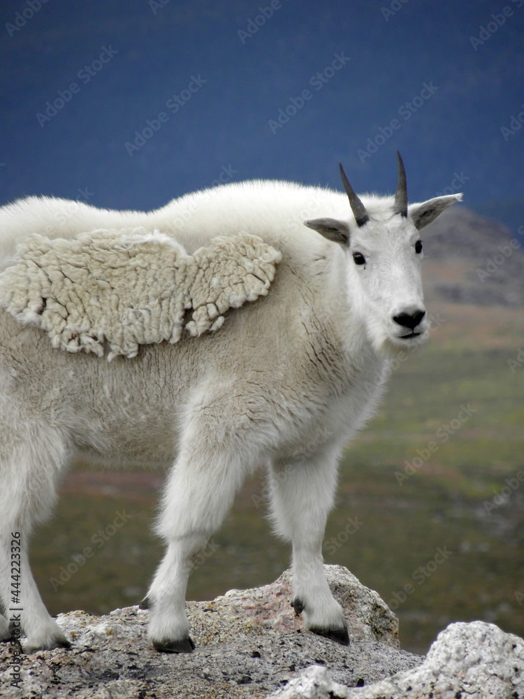 close up of  a mountain goat standing on a cliff on mount evans, in the rocky mountains of  colorado