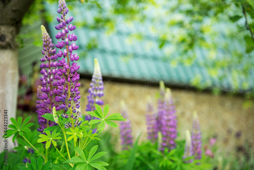 Obraz premium Violet and purple lupine flowers