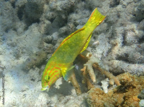 Fotobehang colorful  yellow coris wrasse in the coral reef off amedee island in new caledon