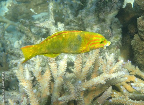 Fotobehang colorful yellow coris wrasse in the coral reef off amedee island in new caledoni