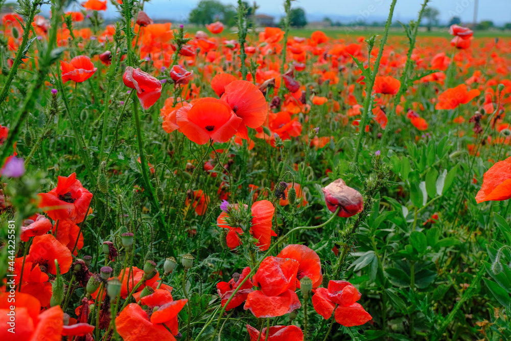 Obraz premium field of red poppies close-up across blue sky. Natural background. Wildflowers field. Summer nature