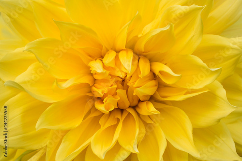 Floral abstract background or wallpaper. Bright yellow dahlia close-up
