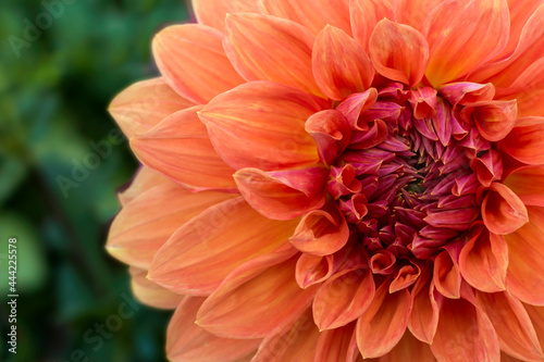                                                                                                1168252474  Floral abstract background or wallpaper. Orange dahlia close-up