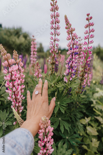 Fototapeta Naklejka Na Ścianę i Meble -  woman hand in a field of lupins, summer vacation concept, recreation in the countryside, nature beauty, in the garden, lupine blossom