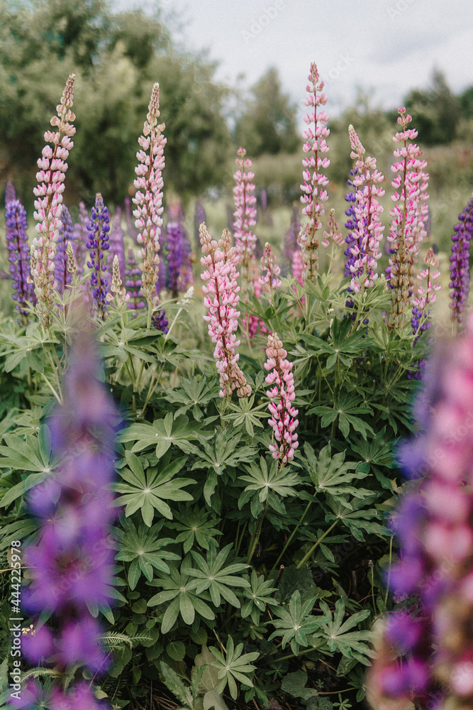 Obraz premium lupins in the garden, lupine field, bunch of lupines summer flower background