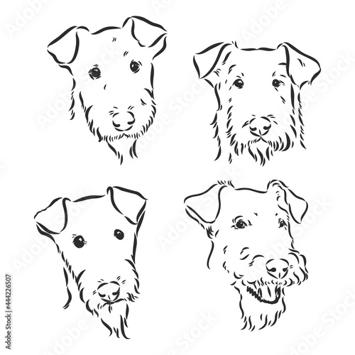 Airedale Terrier Dog. hand drawn. Vector illustration