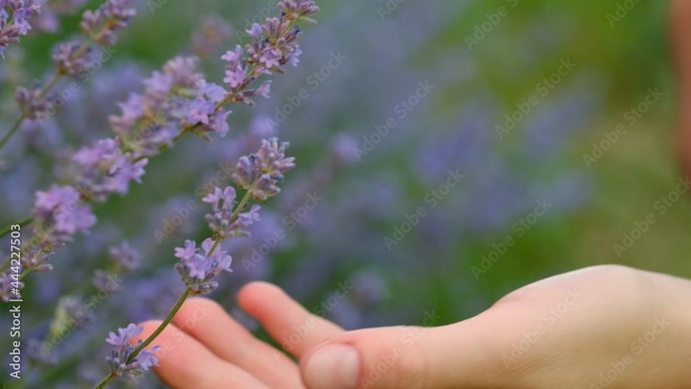 Close up of female hand tenderly touches tops of lavender purple flowers field during sunset or sunrise at summer day. Sun's rays are purple plant. Relax girl enjoying flower. Love nature concept Close up of female hand tenderly touches tops of lavender purple flowers field during sunset or sunrise at summer day. Sun's rays are purple plant. Relax girl enjoying flower. Love nature concept