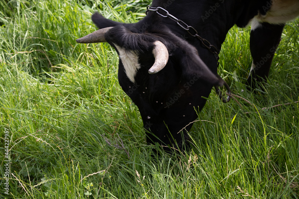 A black cow grazes in summer on farmland with green grass on a sunny day and a blue cloudy sky. A black cow grazes in summer on farmland with green grass on a sunny day and a blue cloudy sky.