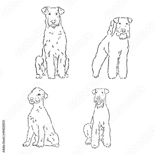 Airedale Terrier Dog. hand drawn. Vector illustration
