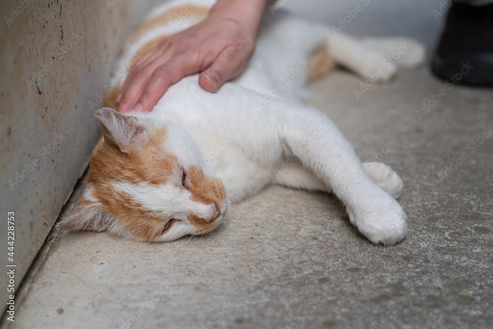 猫を撫でる人　茶白猫