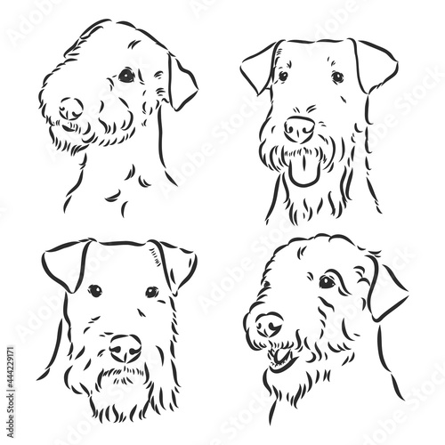 Airedale Terrier Dog. hand drawn. Vector illustration