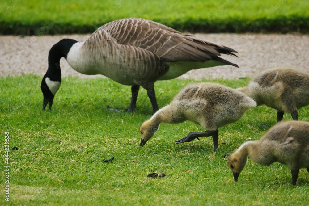 canadian goose and goslings