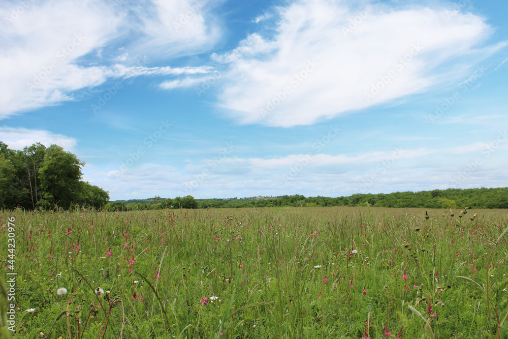 Paysage campagne, champs de fleurs sous le ciel bleu, agriculture bio, sud de la France