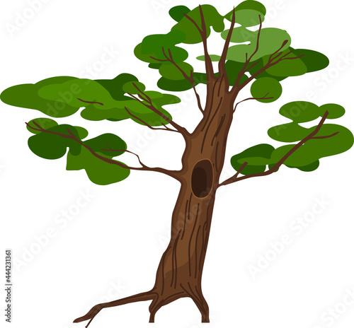 Cartoon oak tree with hollow and green foliage isolated on white background