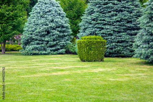 evergreen coniferous trees on a lawn with a grass and a trimmed square bush in a park, summer green nature landscape with copy space on meadow, nobody.