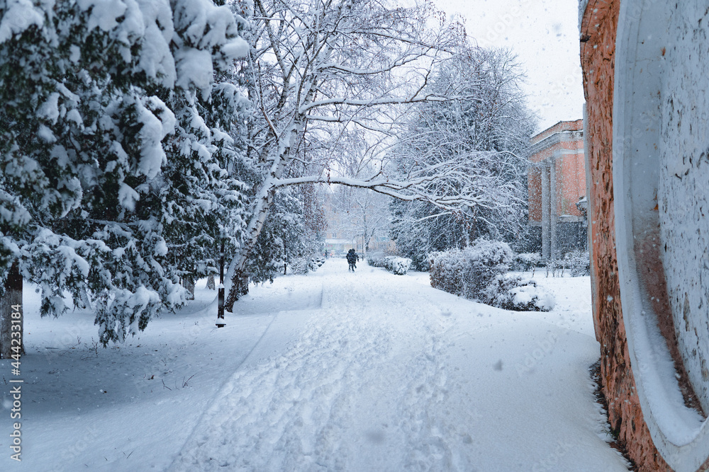 Fototapeta premium winter in the park