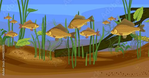 Underwater pond landscape with carps