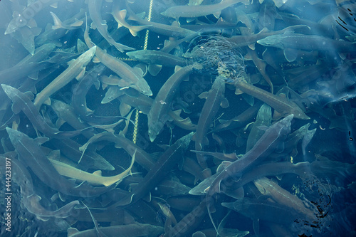 Tableau sur toile Fish farm for breeding sturgeon fry
