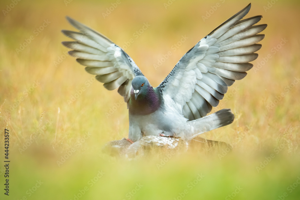 Domestic pigeon (Columba livia domestica), with beautiful green coloured background. Colorful bird with grey feather sitting on the branch in the woods. Wildlife scene from nature, Czech Republic