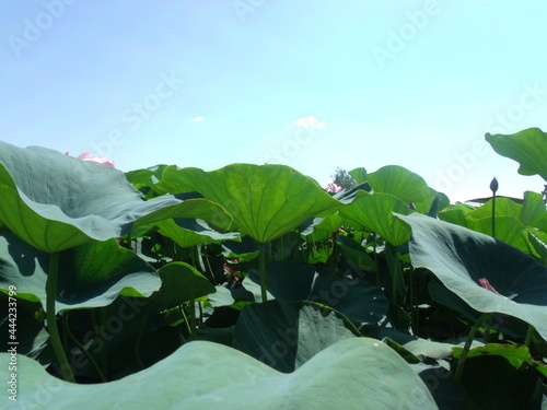 Plants