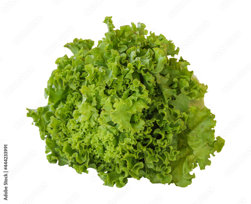 Fresh green lettuce isolated on a white background. Lettuce Clipping Path Fresh green lettuce isolated on a white background. Lettuce Clipping Path