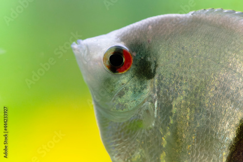 Poisson d'ornement Scalaire ou Poisson-ange Pterophyllum scalare en gros plan