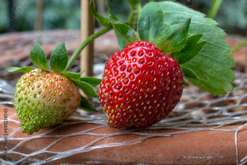 Strawberry branches. Macro view of green and red organic strawberry plant - Fragaria Ananassa - fruits with significant seeds in an earth pot with mesh net on the balcony. Home gardening. photo