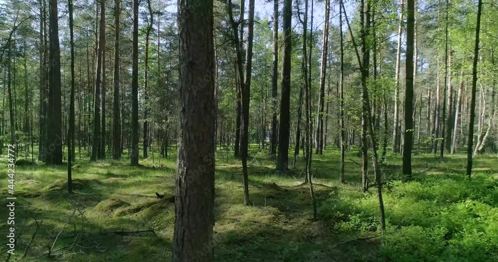 Pine forest, birch trees, mixed forest and the sun showing through the trees in the forest. Pine forest, birch trees, mixed forest and the sun showing through the trees in the forest.