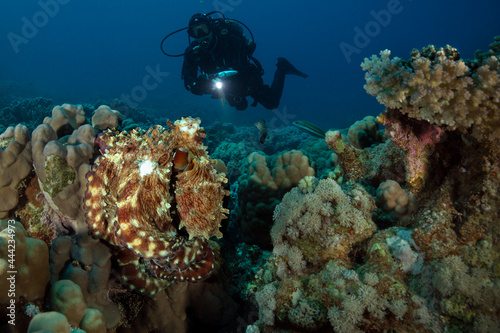 Fototapeta Naklejka Na Ścianę i Meble -  Underwater Red Sea seascape. Octopus cyanea and coral reef near Makadi Bay, Egypt