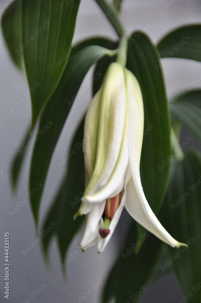 white lily white lily