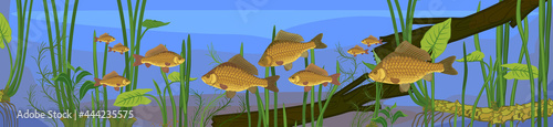 Underwater pond landscape with carps, driftwood and aquatic plants