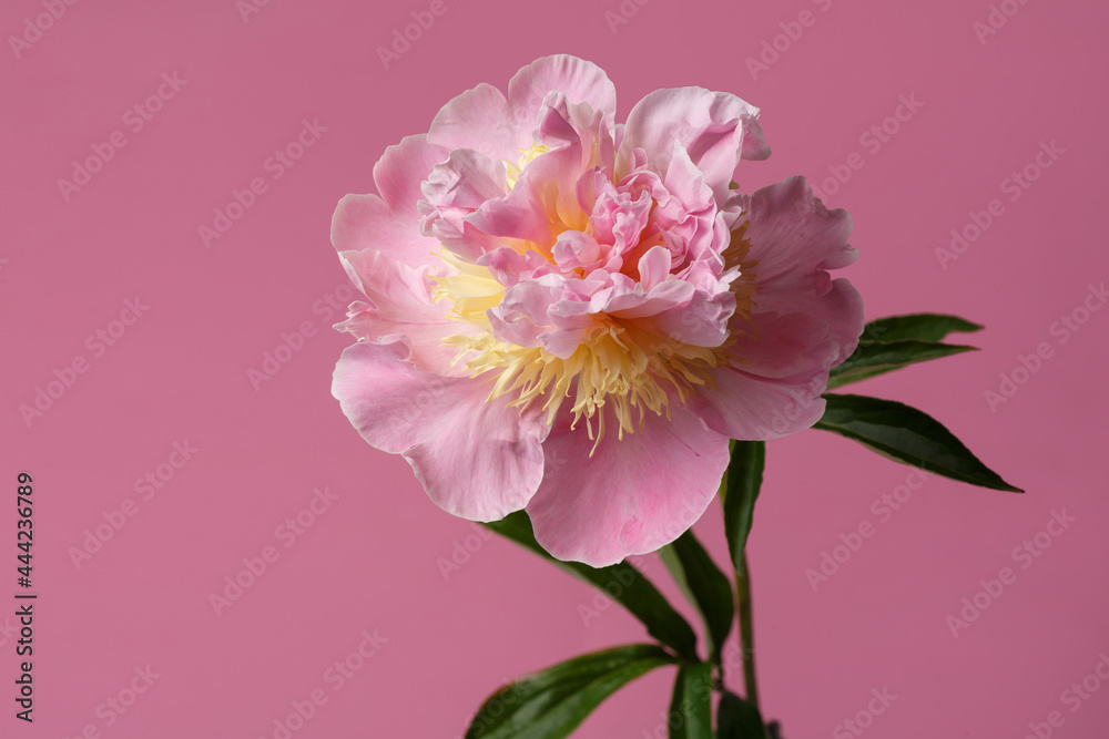 Gentle pink peony flower isolated on a pink background.