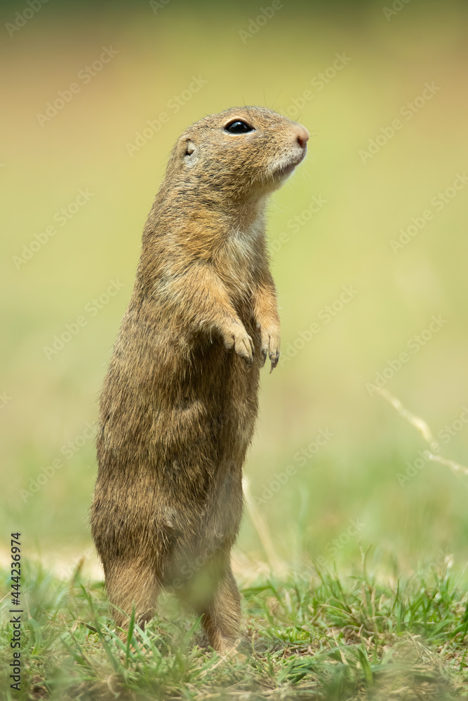 European ground squirrel (Spermophilus citellus), with beautiful green coloured background. An amazing endangered mammal with yellow hair in the steppe. Wildlife scene from nature, Czech Republic European ground squirrel (Spermophilus citellus), with beautiful green coloured background. An amazing endangered mammal with yellow hair in the steppe. Wildlife scene from nature, Czech Republic