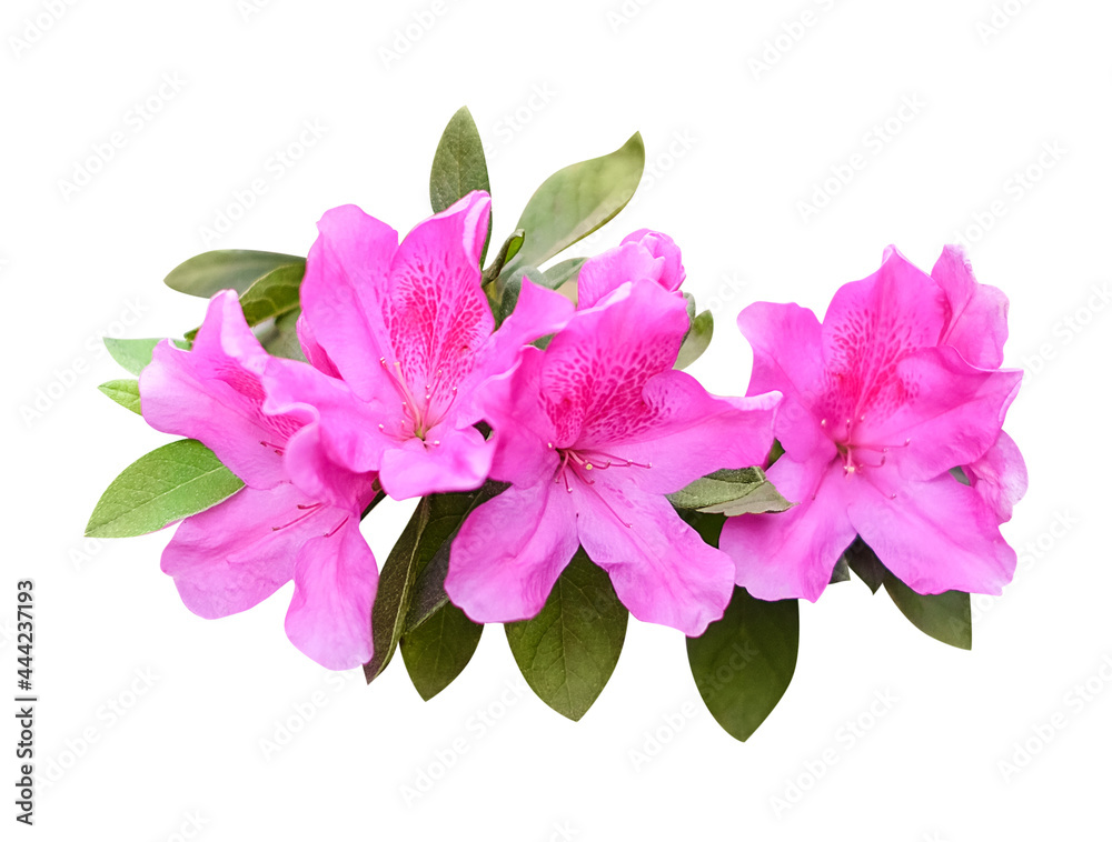 pink lily isolated on white background pink lily isolated on white background