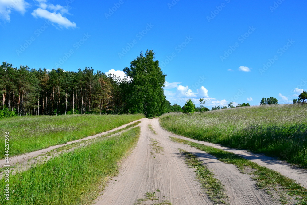 A close up on a vast dirt road or walkway leading into a dense forest or moor located in the middle of two fields, meadows, or pasturelands seen on a warm cloudless sunny day in Poland