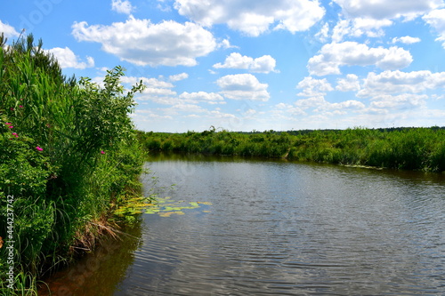 A close up on a vast river or lake with some water lillies and lilly pads floating in it seen next to a vast field  meadow  or pastureland and a coast covered with reeds seen on a sunny day in Poland