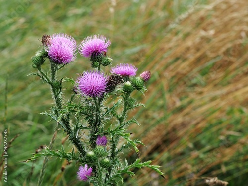 Distelblüten photo