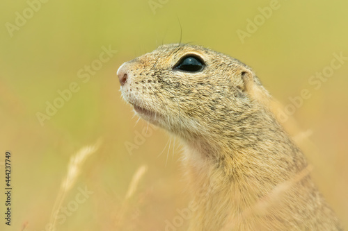 European ground squirrel  Spermophilus citellus   with beautiful green coloured background. An amazing endangered mammal with yellow hair in the steppe. Wildlife scene from nature  Czech Republic