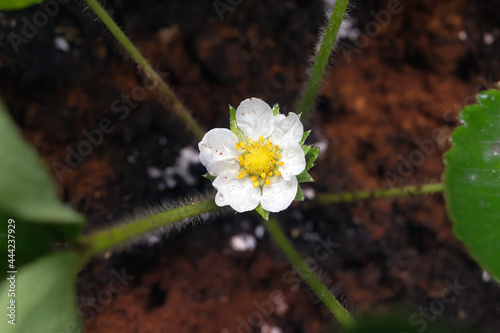 Macro from top view of albion strawberry plant - Fragaria Ananassa - flower blooms. Home gardening.