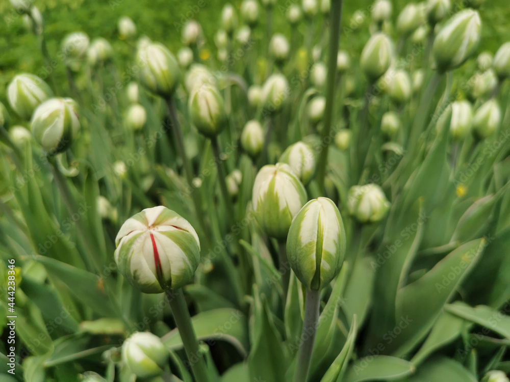 A flowerbed with white-green, inside red tulips in buds . The festival of tulips on Elagin Island in St. Petersburg. A flowerbed with white-green, inside red tulips in buds . The festival of tulips on Elagin Island in St. Petersburg.