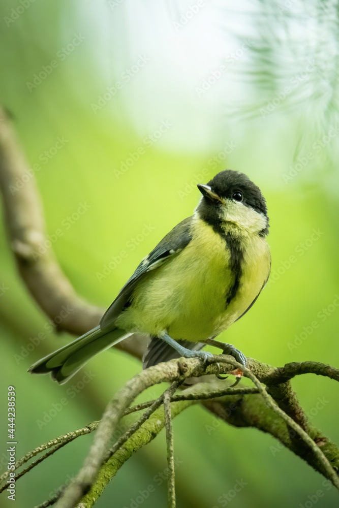 Fototapeta premium Great tit (Parus major), with beautiful green background. Colorful song bird with yellow feather sitting on the branch in the mountains. Wildlife scene from nature, Czech Republic