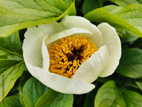 Wittmann's peony (lat.Paeonia wittmanniana Hortwiss. ex. Lindt) white with an orange middle with red flecks in the botanical Garden of St. Petersburg. photo