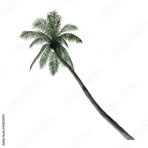 Coconut palm tree isolated on white background.